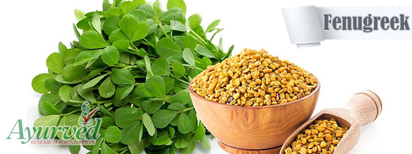 Fenugreek