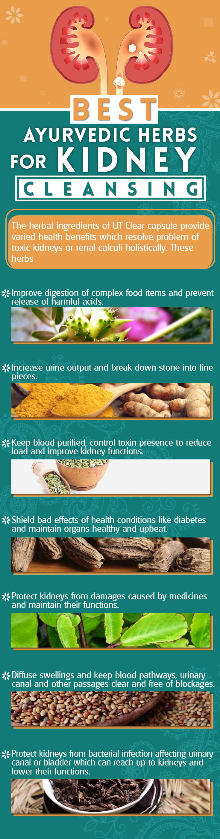 Best Herbs for Kidney Cleansing